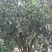 红果香橼树2.5~3m