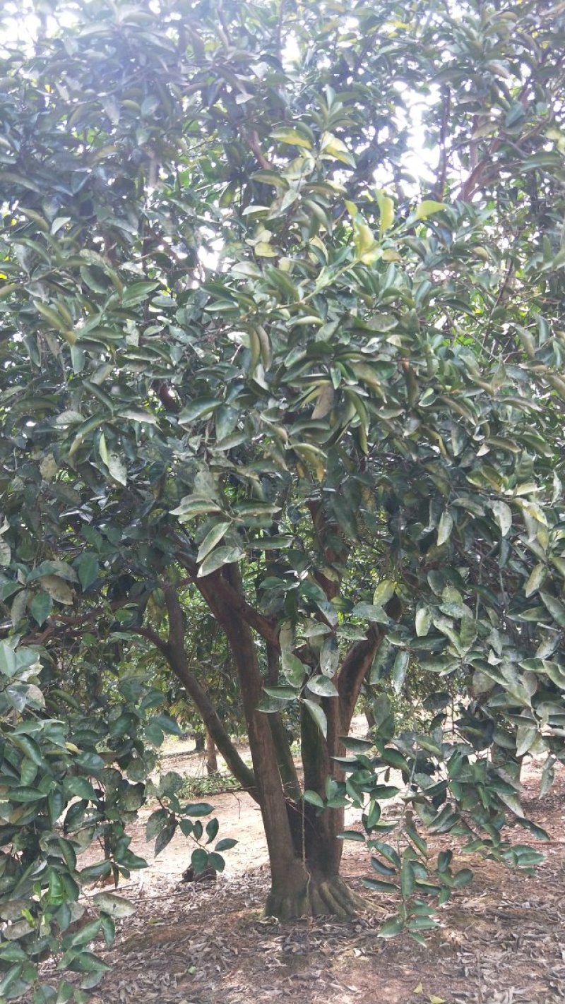 红果香橼树2.5~3m