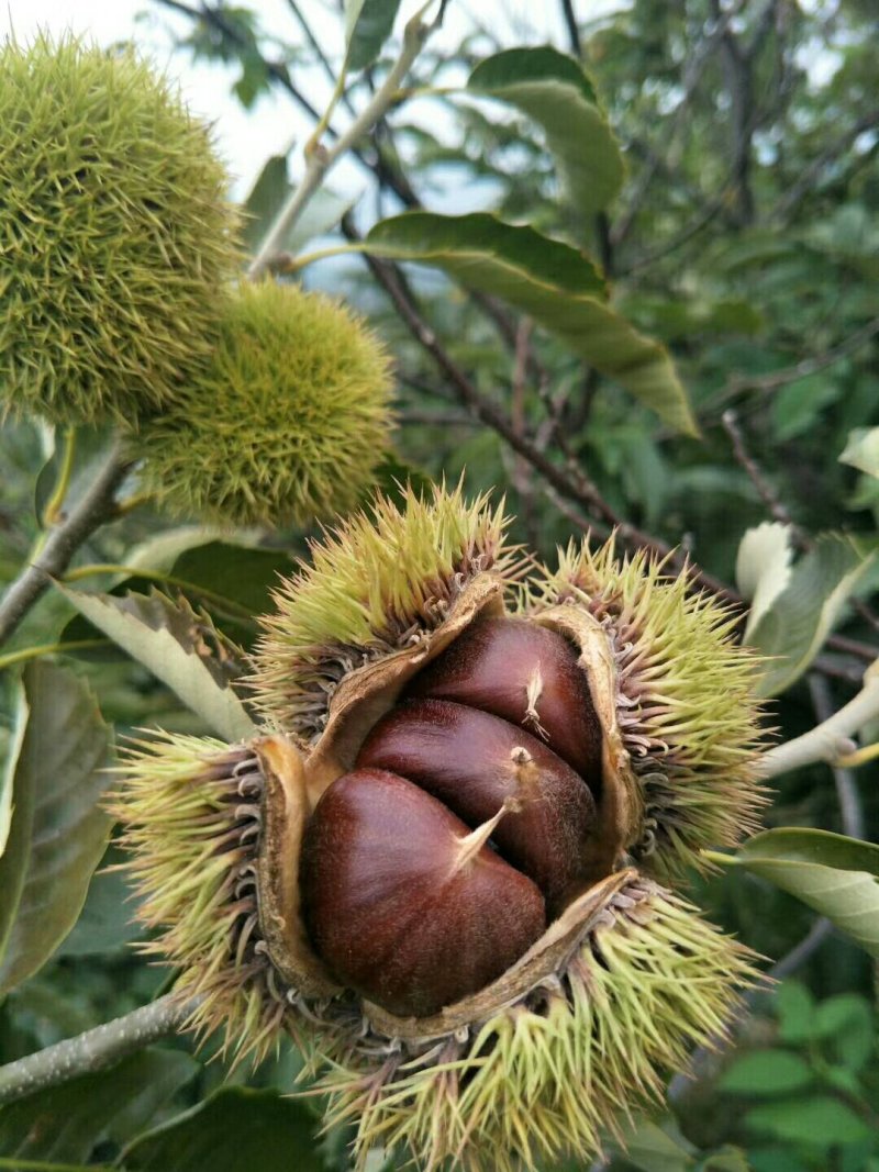 大红袍板栗苗，良种板栗苗，嫁接板栗苗，四川板栗苗。