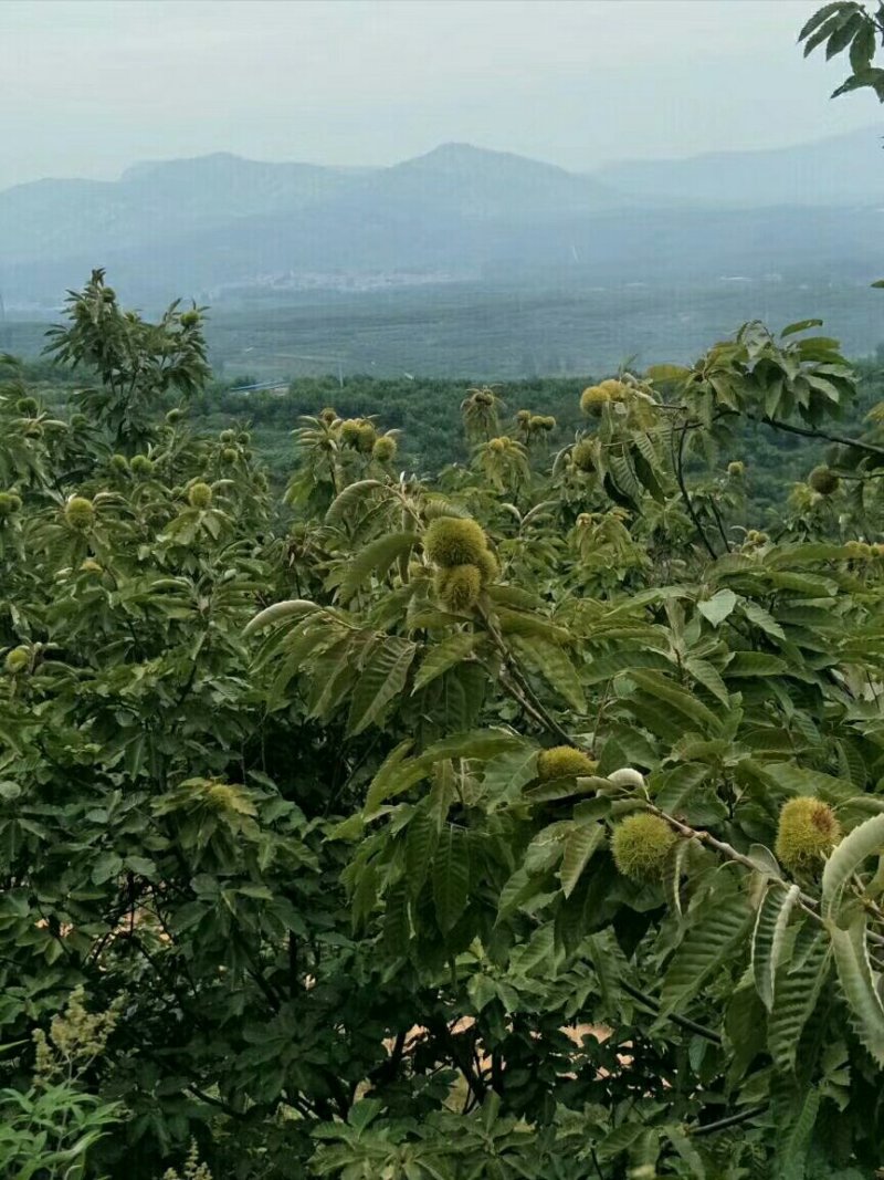 大红袍板栗苗，良种板栗苗，嫁接板栗苗，四川板栗苗。