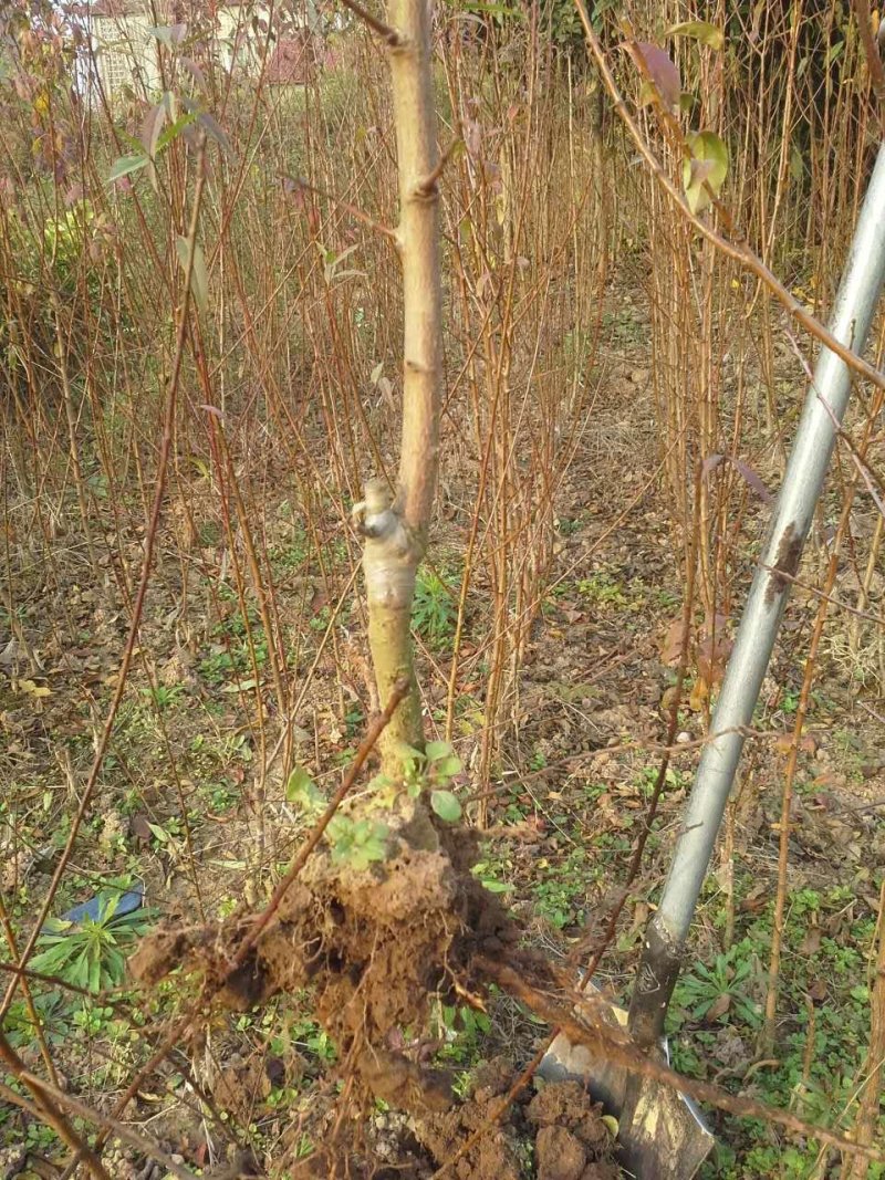 李子树苗红布林李子树苗