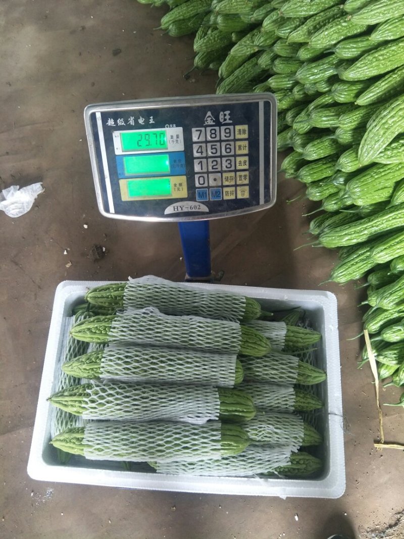 山东寿光精品苦瓜，产地直供，一手货源，长年有货，欢迎采购