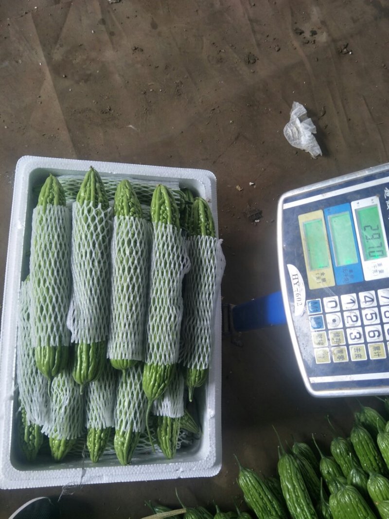 山东寿光精品苦瓜，产地直供，一手货源，长年有货，欢迎采购
