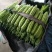 山东寿光精品苦瓜，产地直供，一手货源，长年有货，欢迎采购