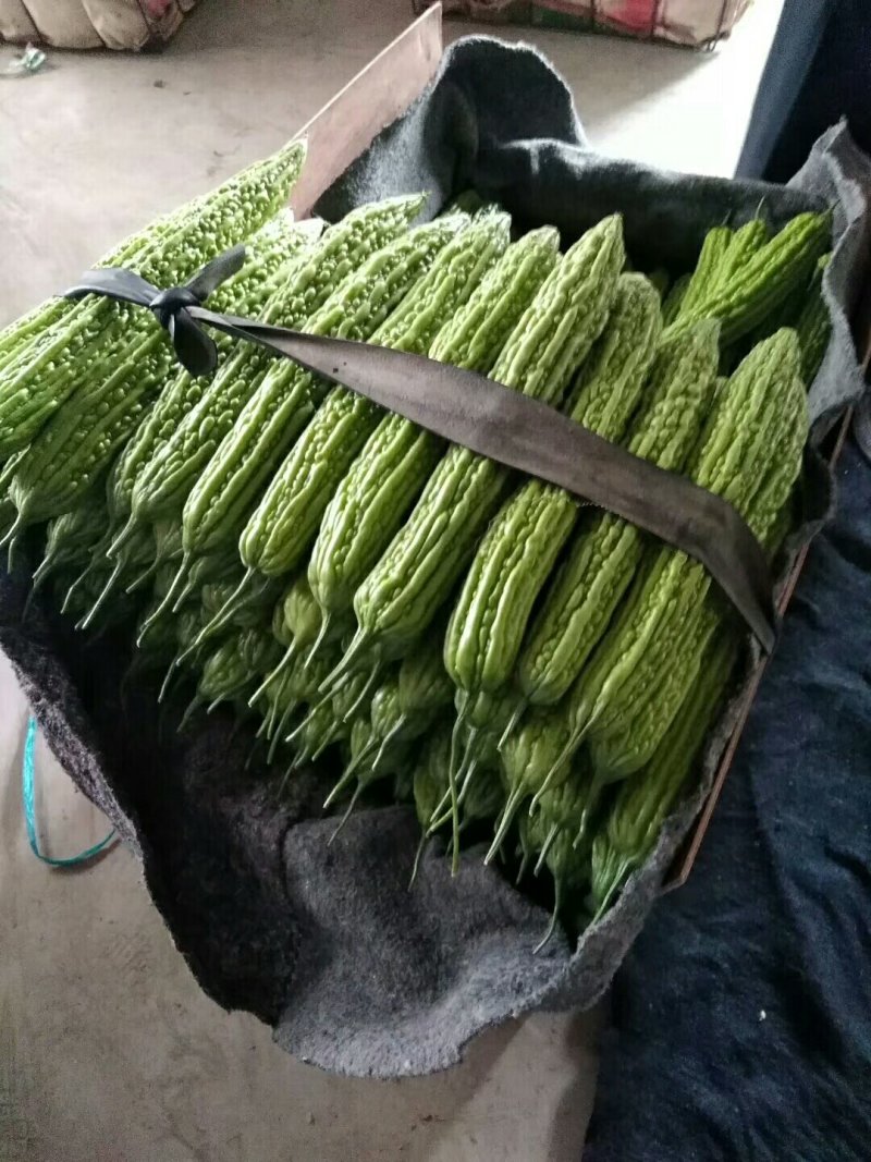 山东寿光精品苦瓜，产地直供，一手货源，长年有货，欢迎采购