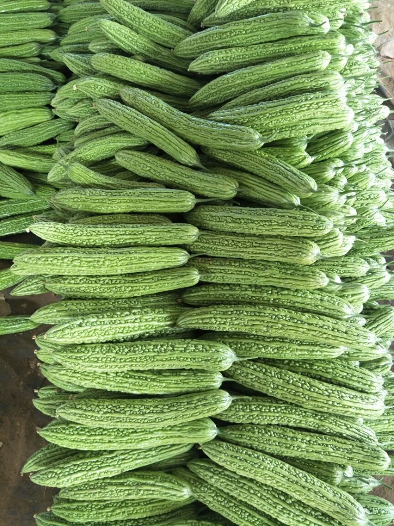 山东寿光精品苦瓜，产地直供，一手货源，长年有货，欢迎采购