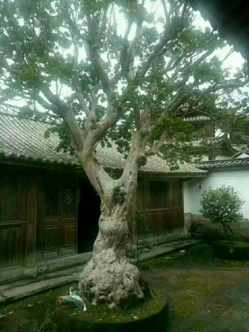 红花紫薇