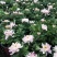 九月菊