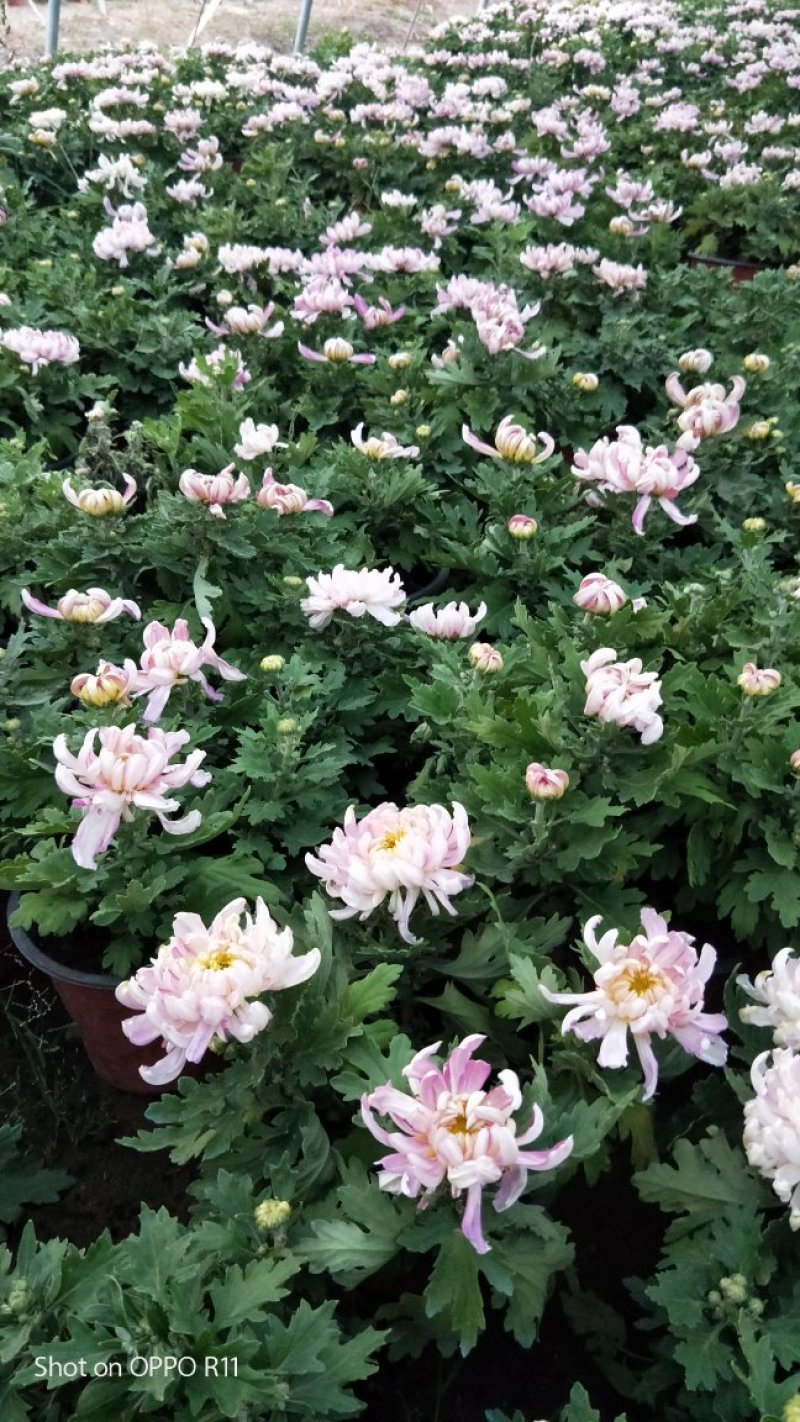 九月菊