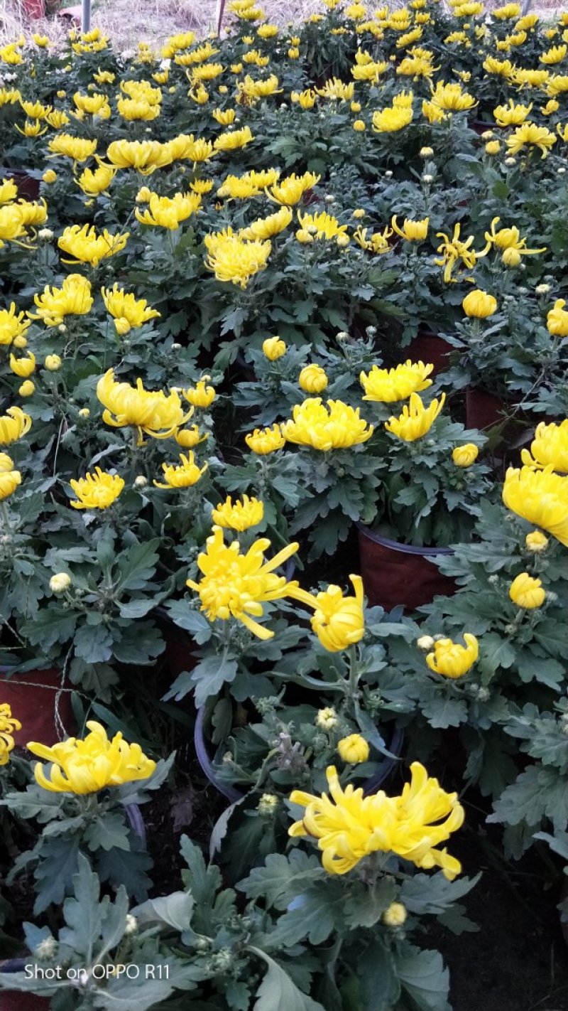 九月菊