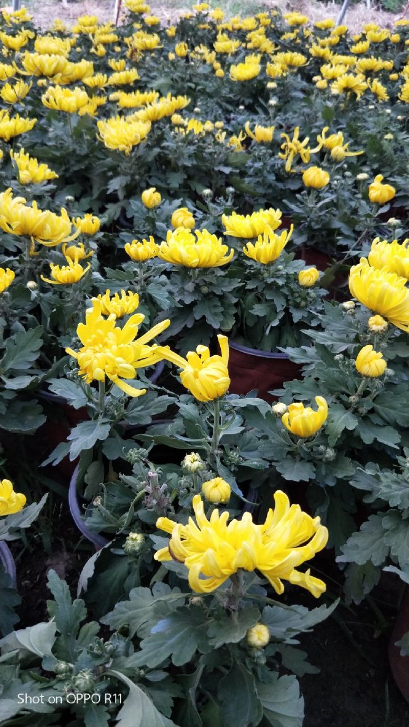 九月菊