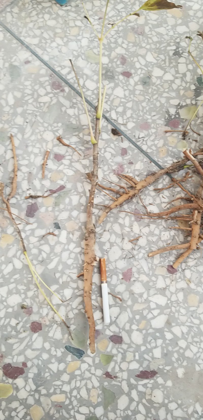 油用牡丹