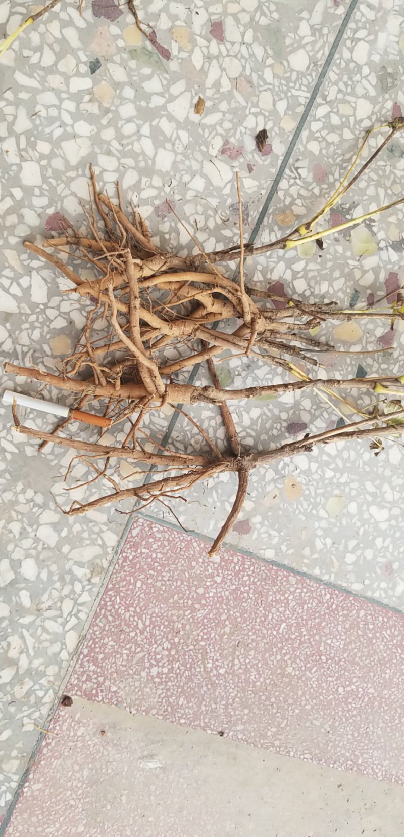 油用牡丹