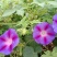 百花蜜