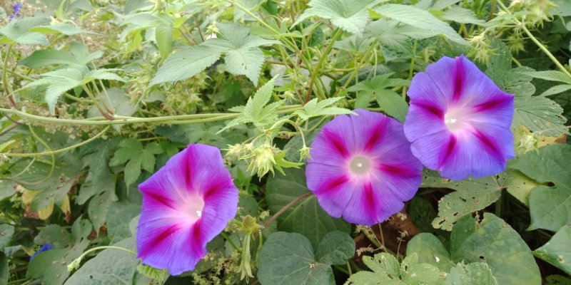 百花蜜