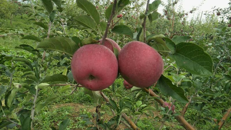 【冰糖心苹果】凉山苹果盐源苹果糖心苹果苹果专业代办