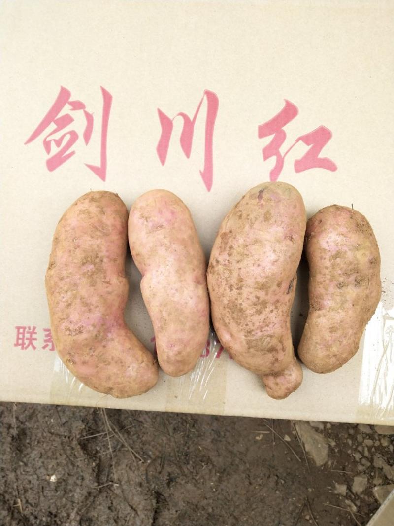 七彩土豆剑川红，来自于高海拔种植