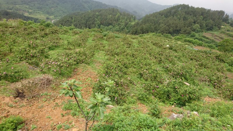 贵州息峰迦蜜山蜂业有限公司
