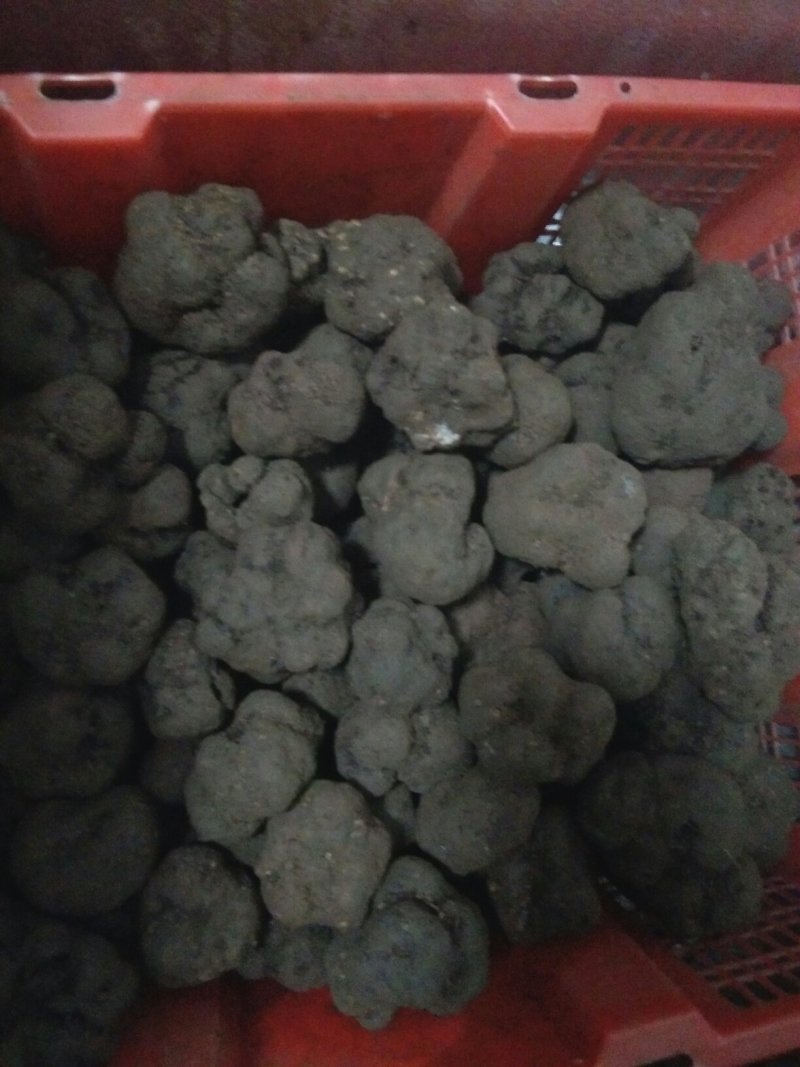 特级松露，全是半斤大的。