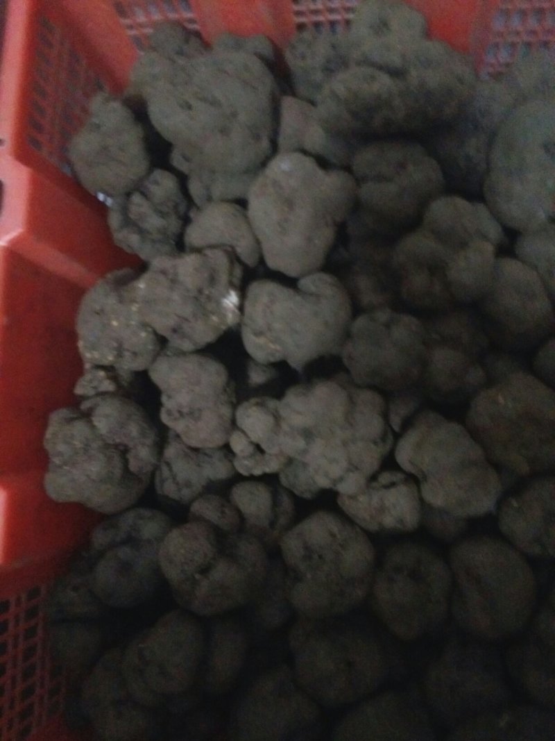 特级松露，全是半斤大的。