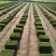 马尼拉