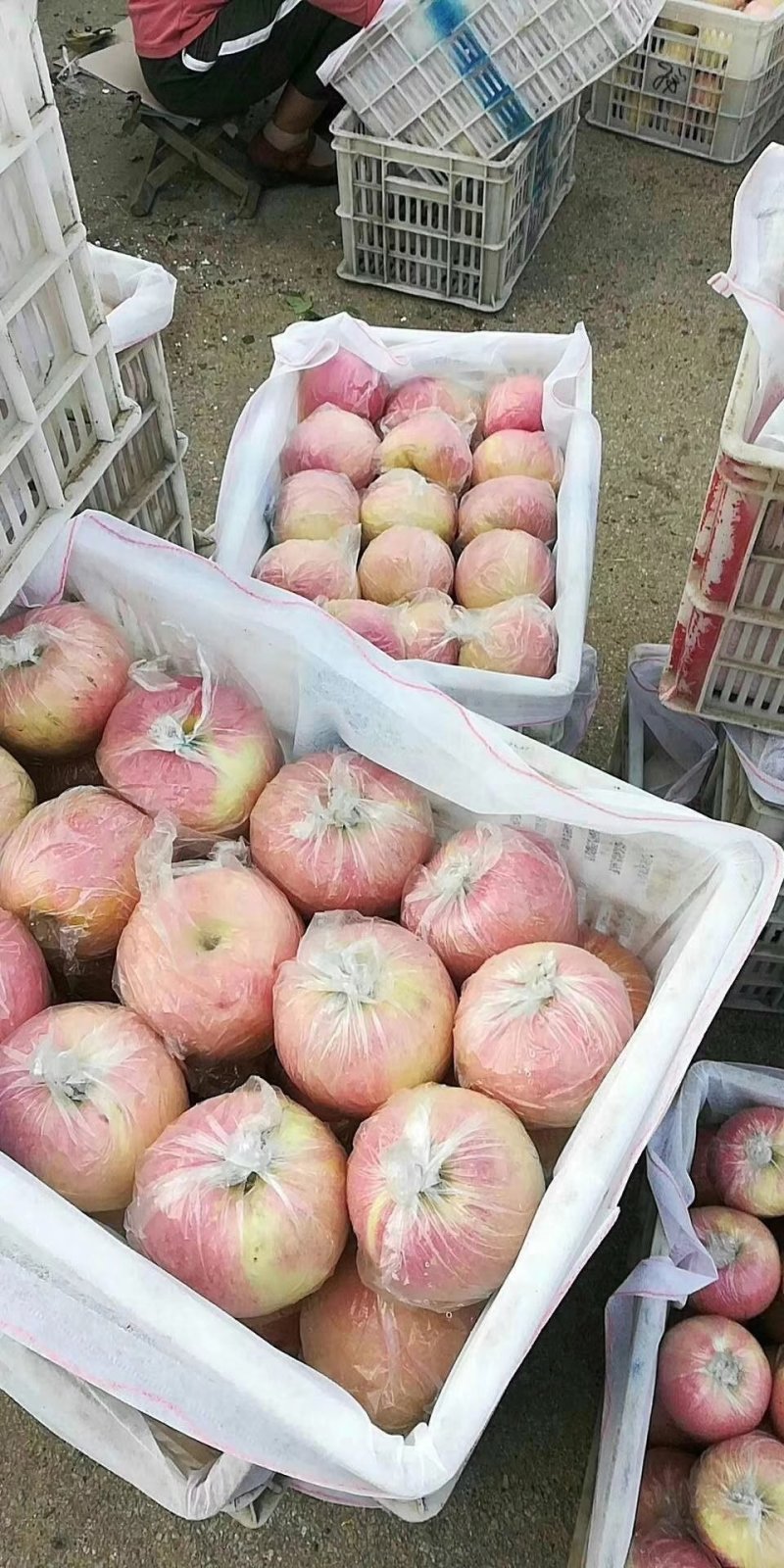 山东潍坊红富士苹果，膜袋，产地批发大量供应！