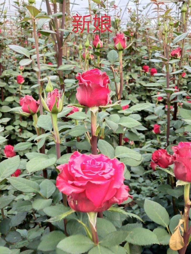 卡罗拉红玫瑰，大花月季苗，四季开花玫瑰花苗，云南基地发货