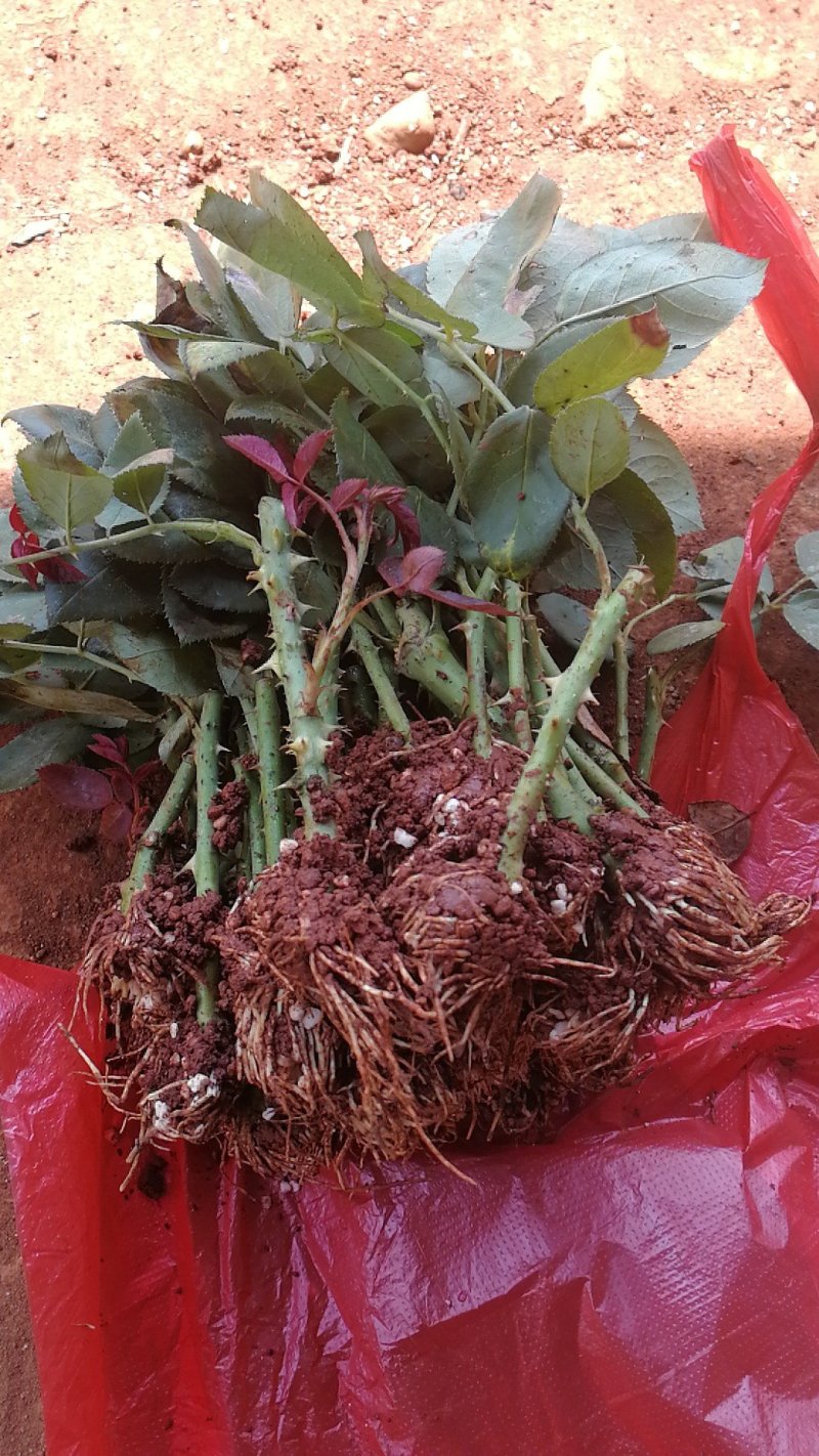 卡罗拉红玫瑰，大花月季苗，四季开花玫瑰花苗，云南基地发货