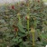 卡罗拉红玫瑰，大花月季苗，四季开花玫瑰花苗，云南基地发货