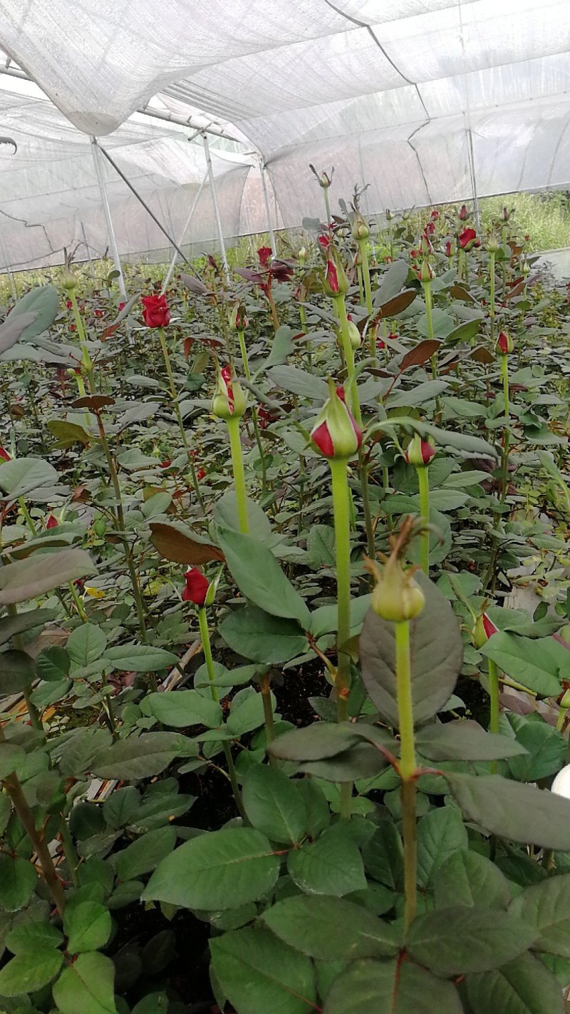 卡罗拉红玫瑰，大花月季苗，四季开花玫瑰花苗，云南基地发货