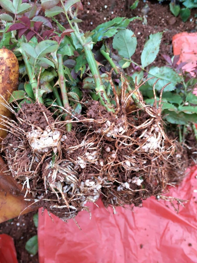 卡罗拉红玫瑰，大花月季苗，四季开花玫瑰花苗，云南基地发货