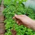 三角梅小苗基地批发庭院种植藤本围墙爬藤花梅花三角梅树