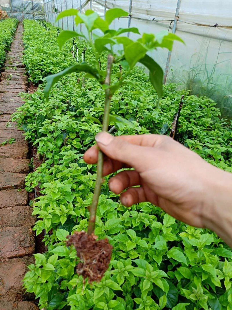 三角梅小苗基地批发庭院种植藤本围墙爬藤花梅花三角梅树