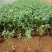 三角梅小苗基地批发庭院种植藤本围墙爬藤花梅花三角梅树