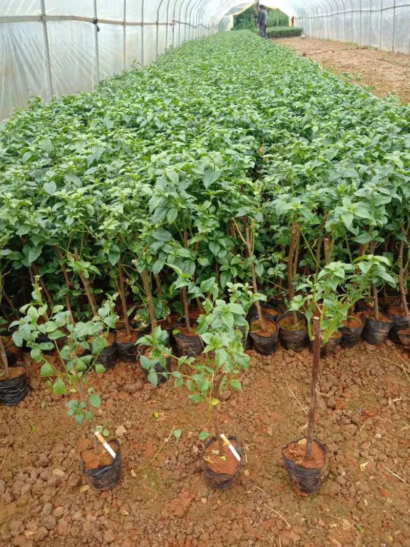 三角梅小苗基地批发庭院种植藤本围墙爬藤花梅花三角梅树