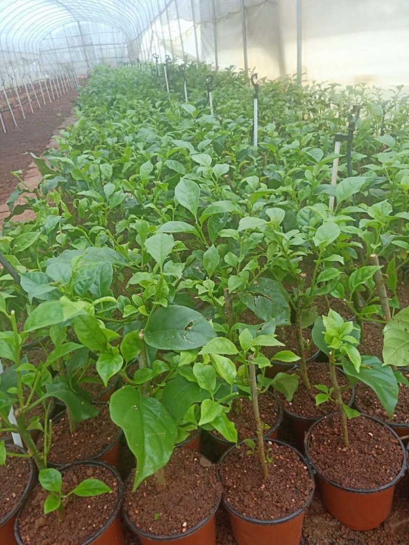 三角梅小苗基地批发庭院种植藤本围墙爬藤花梅花三角梅树