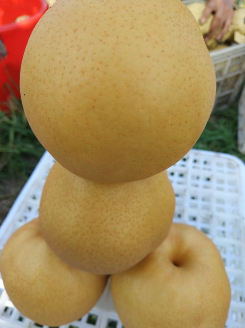 晚秋黄梨大量有货南阳金田园合作社
