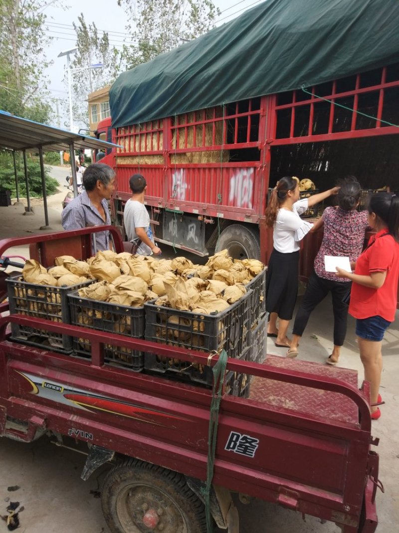 晚秋黄梨大量有货南阳金田园合作社