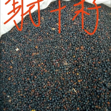 射干种子，质量可靠，出芽率百分之九十五以上。