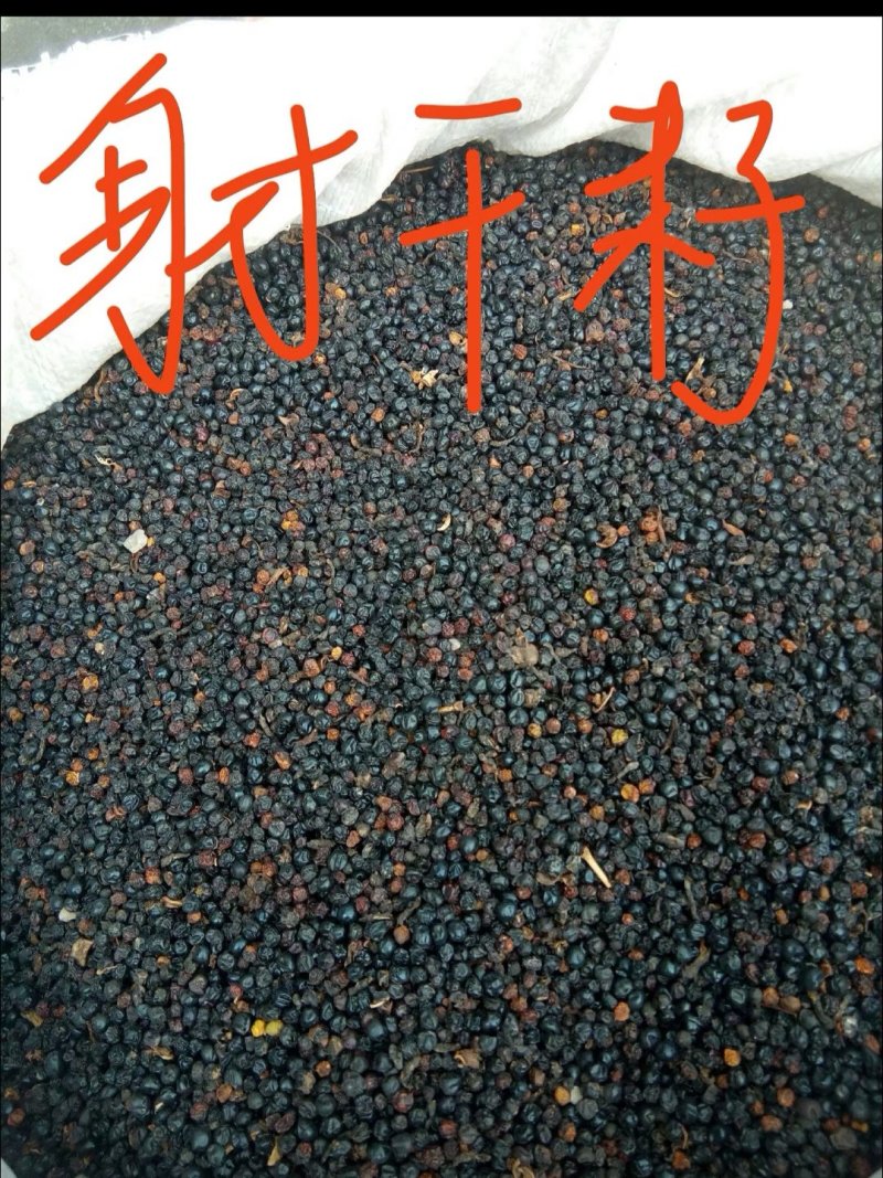 射干种子，质量可靠，出芽率百分之九十五以上。