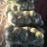 甘蓝，优质精品绿甘蓝大量上市