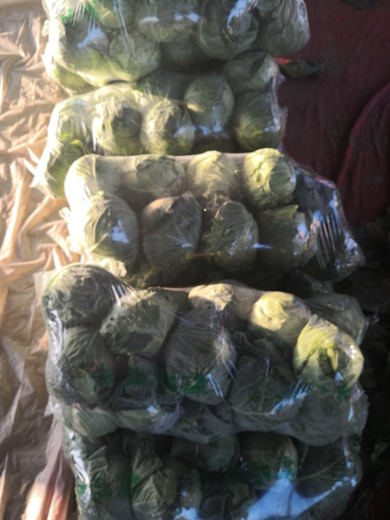 甘蓝，优质精品绿甘蓝大量上市
