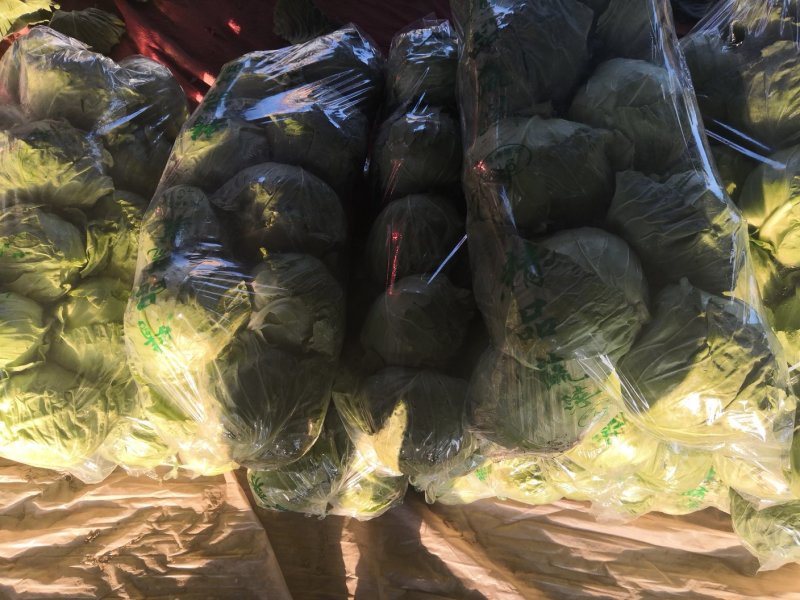 甘蓝，优质精品绿甘蓝大量上市