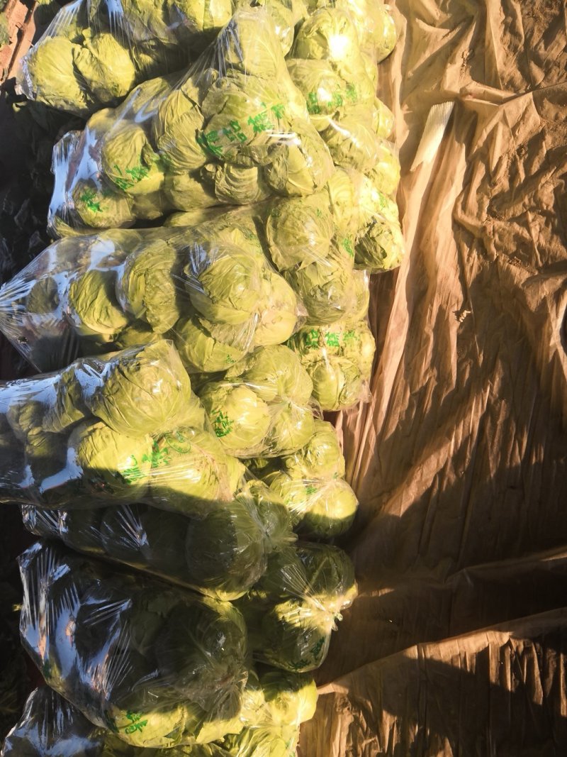 甘蓝，优质精品绿甘蓝大量上市