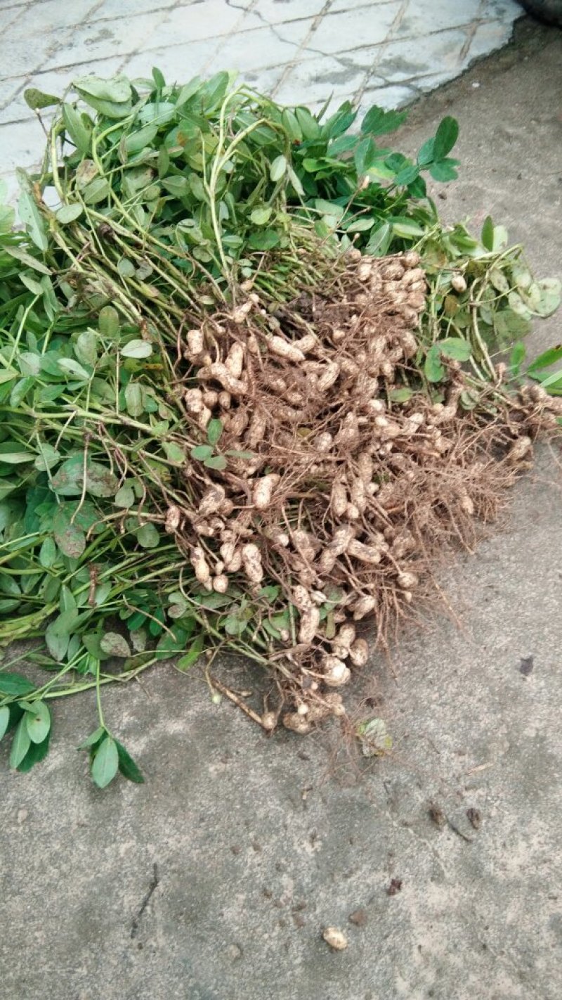 花生大量上市