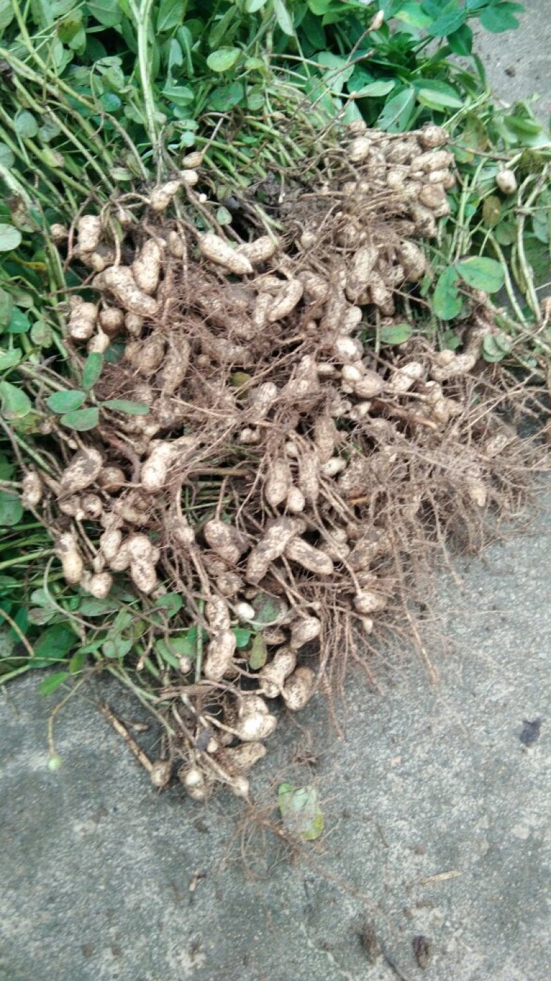 花生大量上市