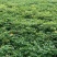 花生大量上市