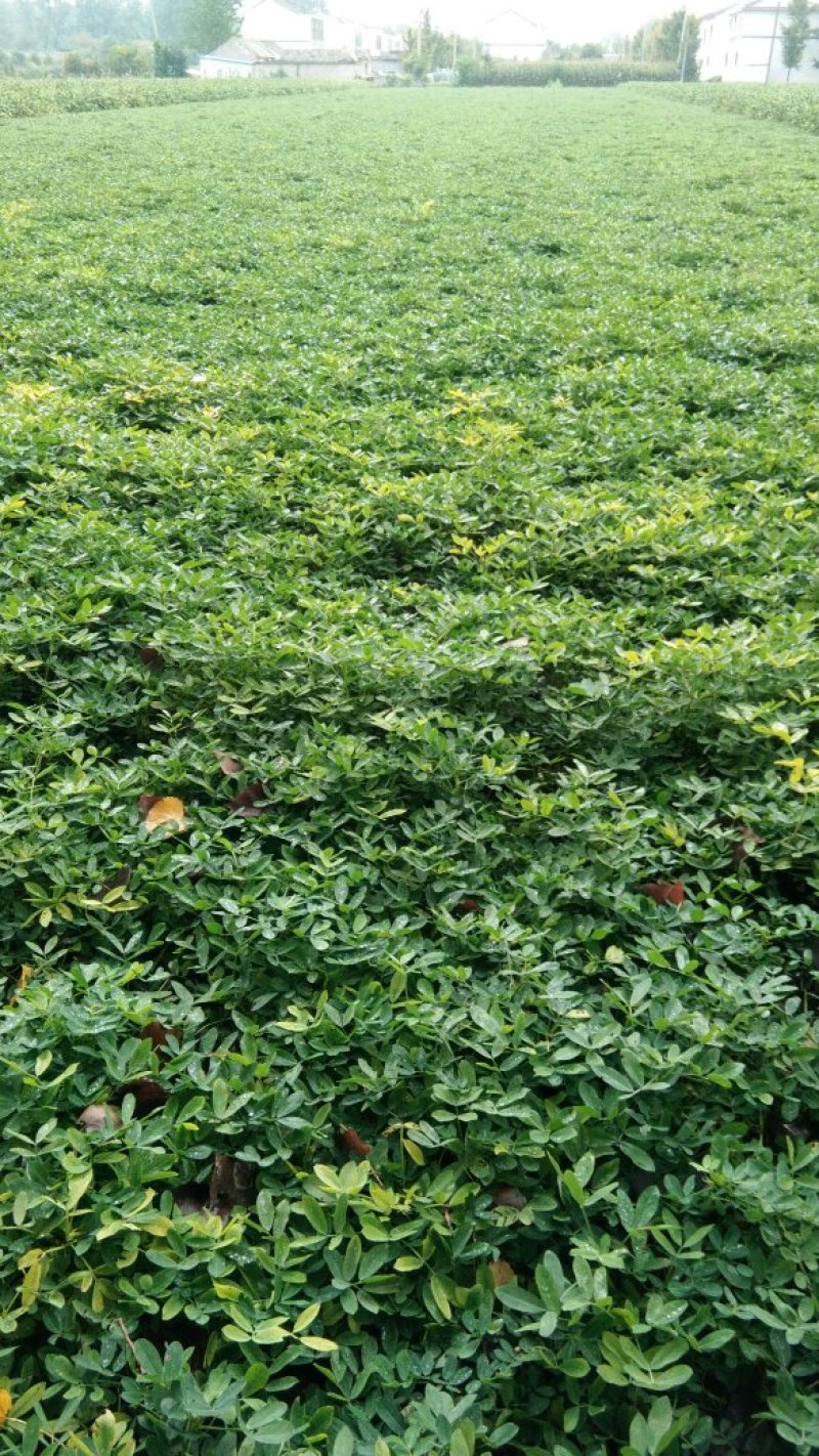 花生大量上市
