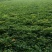 花生大量上市