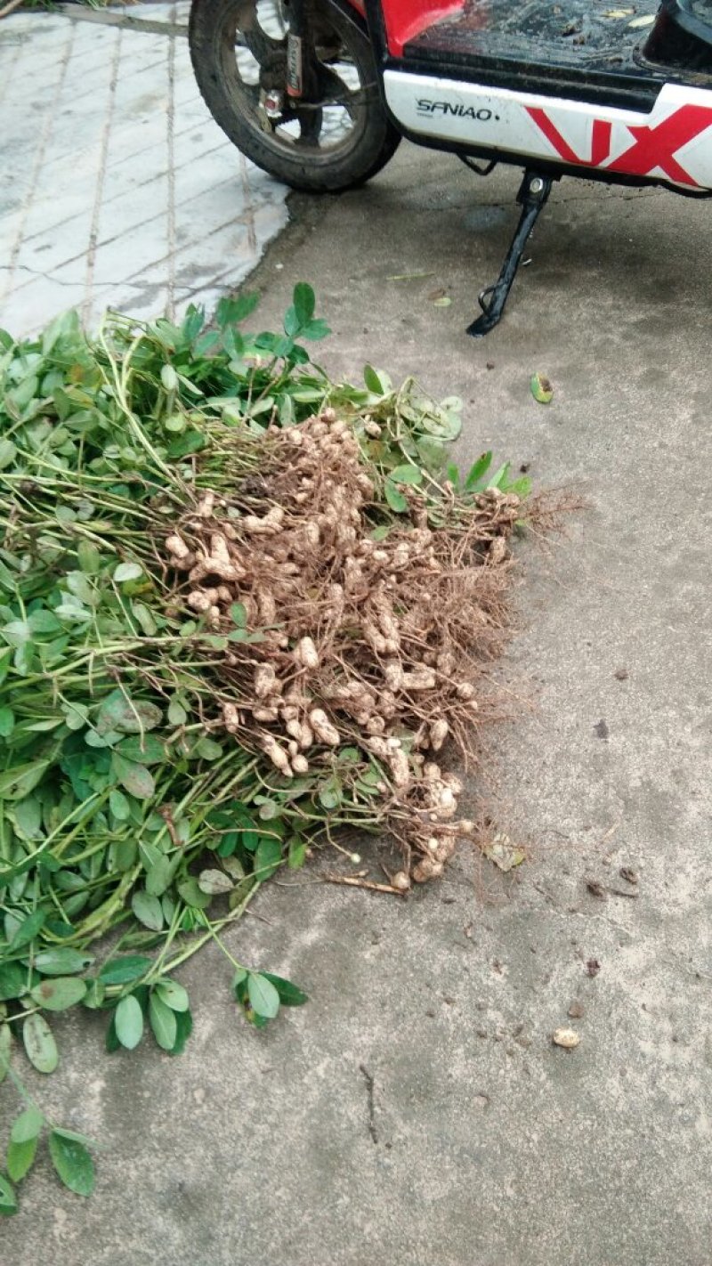 花生大量上市